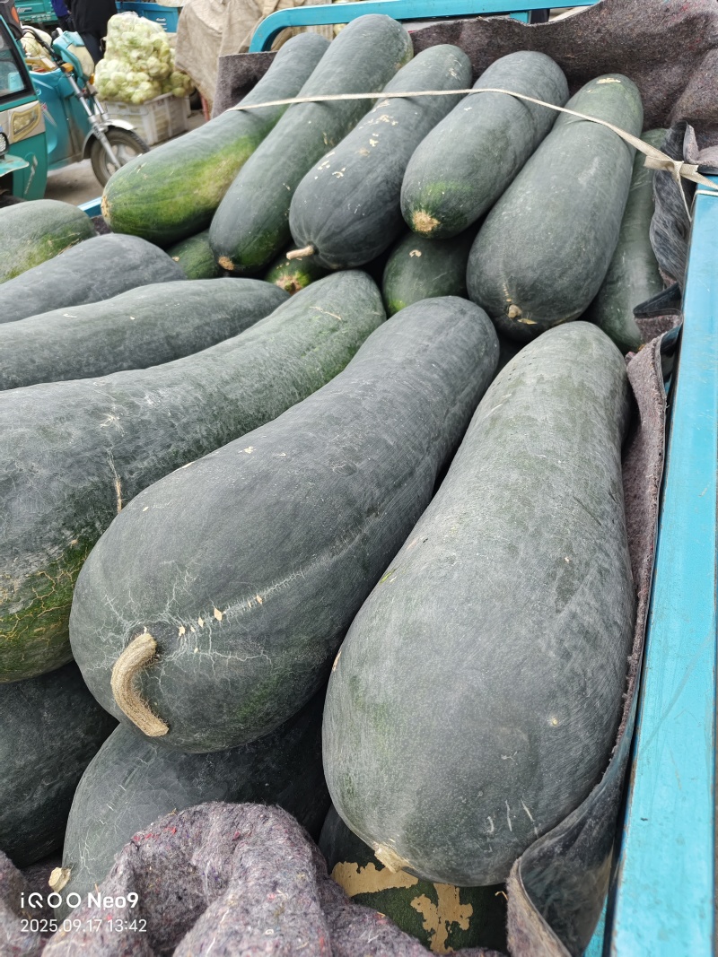 大冬瓜，新鲜现摘当季现货，基地直发品质保证，量大从优！