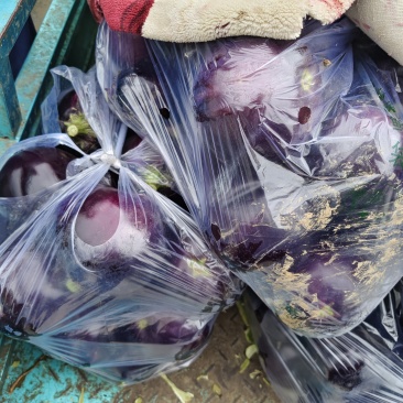 紫圆茄，新鲜现摘当季现货，基地直发品质保证，量大从优！