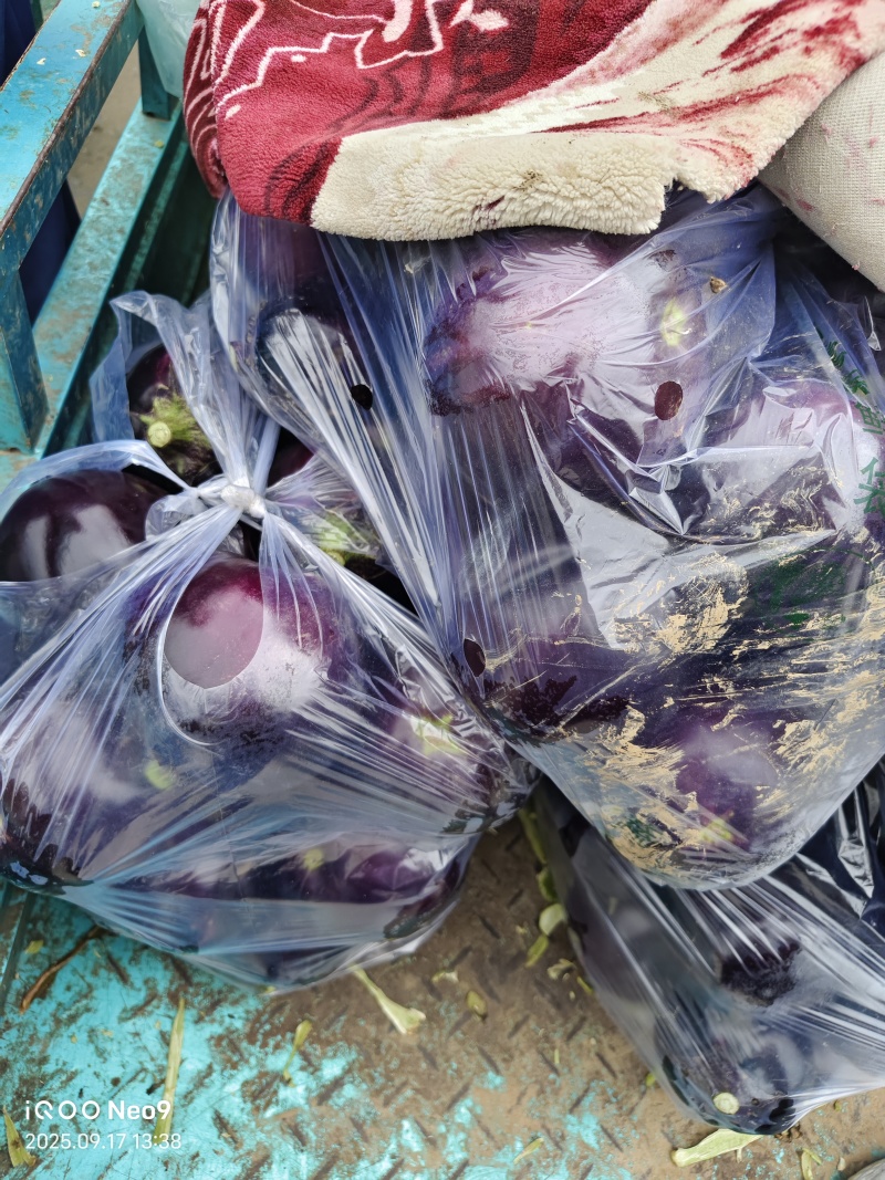 紫圆茄，新鲜现摘当季现货，基地直发品质保证，量大从优！