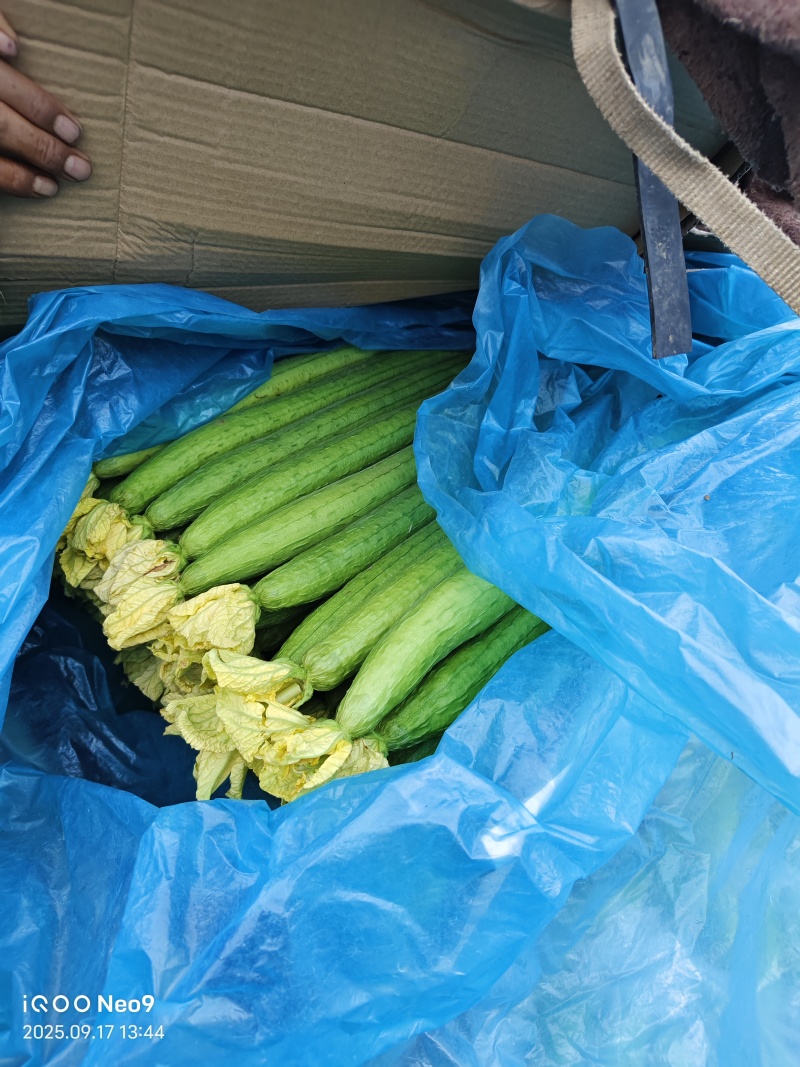 长丝瓜，新鲜现摘当季现货，基地直发品质保证，量大从优！