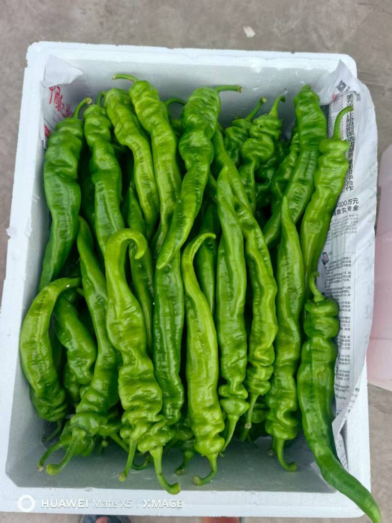 螺丝椒，新鲜现摘当季现货，基地直发品质保证，量大从优！