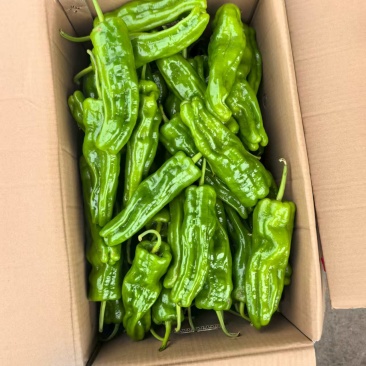 薄皮椒，新鲜现摘当季现货，基地直发品质保证，量大从优！