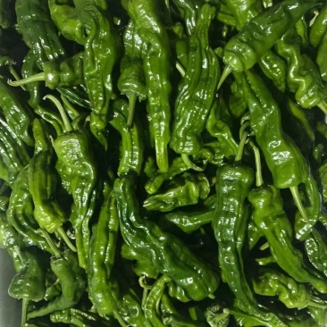皱皮椒，新鲜现摘当季现货，基地直发品质保证，量大从优！