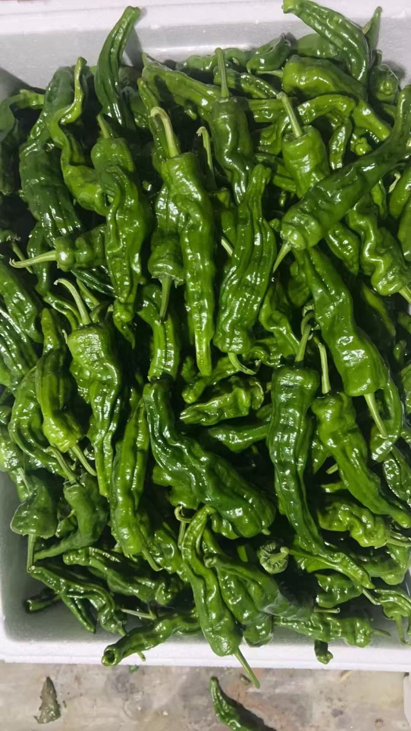 皱皮椒，新鲜现摘当季现货，基地直发品质保证，量大从优！