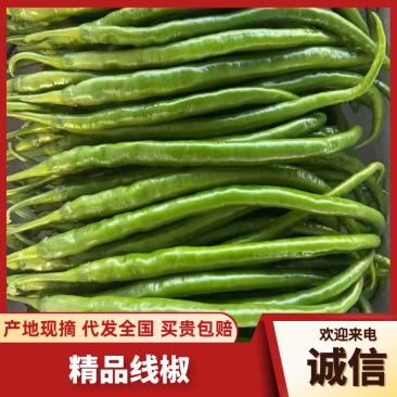 线椒，新鲜现摘当季现货，基地直发品质保证，量大从优！