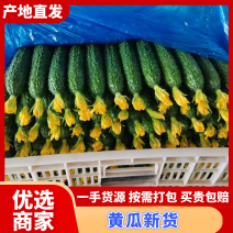 密刺黄瓜，新鲜现摘当季现货，基地直发品质保证，量大从优！