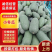 小冬瓜，新鲜现摘当季现货，基地直发品质保证，量大从优！