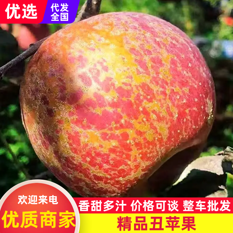 丑苹果，大量新鲜现货速发，产品保质保量欢迎老板选购