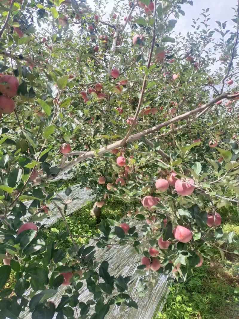 丑苹果，大量新鲜现货速发，产品保质保量欢迎老板选购