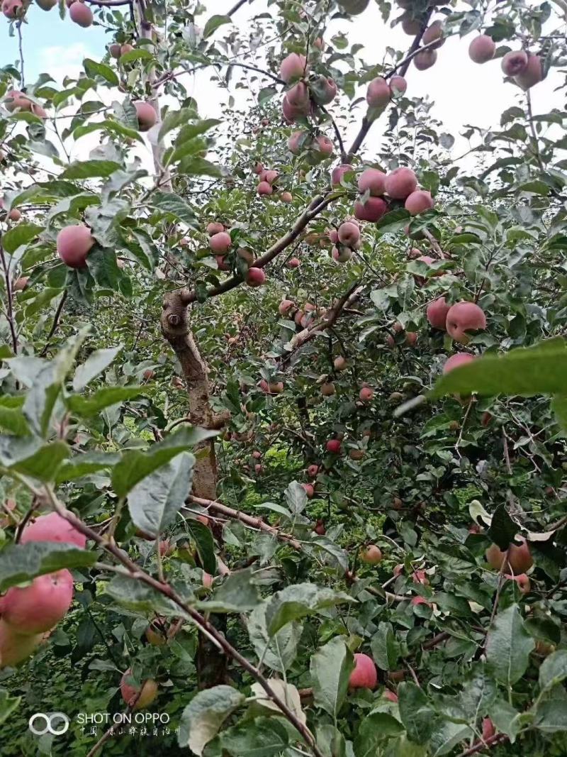 丑苹果，大量新鲜现货速发，产品保质保量欢迎老板选购