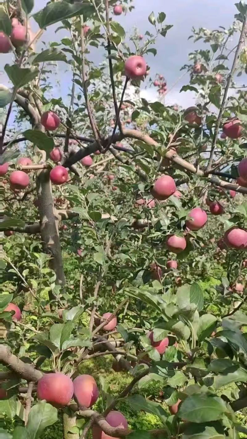 丑苹果，大量新鲜现货速发，产品保质保量欢迎老板选购