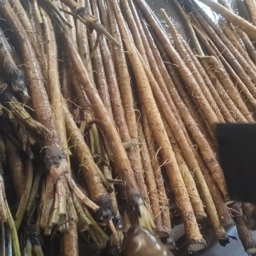 【精选牛蒡】山东基地直发质量保证资质齐全欢迎订购包邮