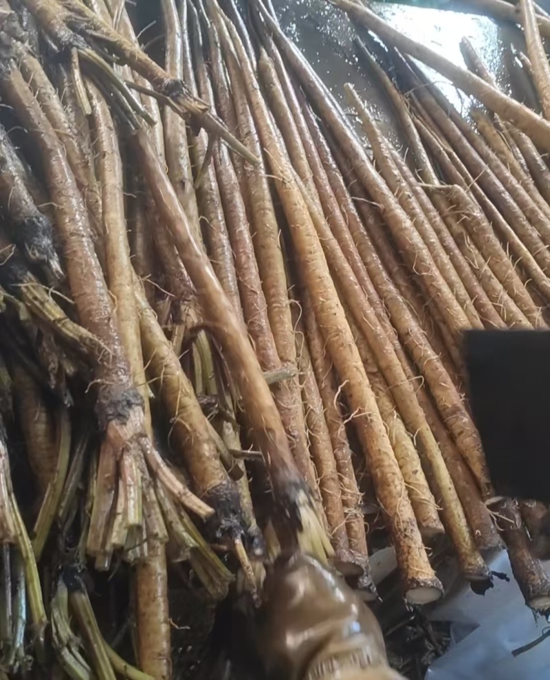 【精选牛蒡】山东基地直发质量保证资质齐全欢迎订购包邮