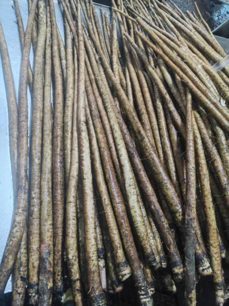 【精选牛蒡】山东基地直发质量保证资质齐全欢迎订购包邮