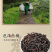 肉桂茶岩茶正宗岩骨花香浓香型高山乌龙茶茶叶礼盒装