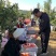 甘肃平凉红富士大量上市现摘现发对接全国市场商超电商