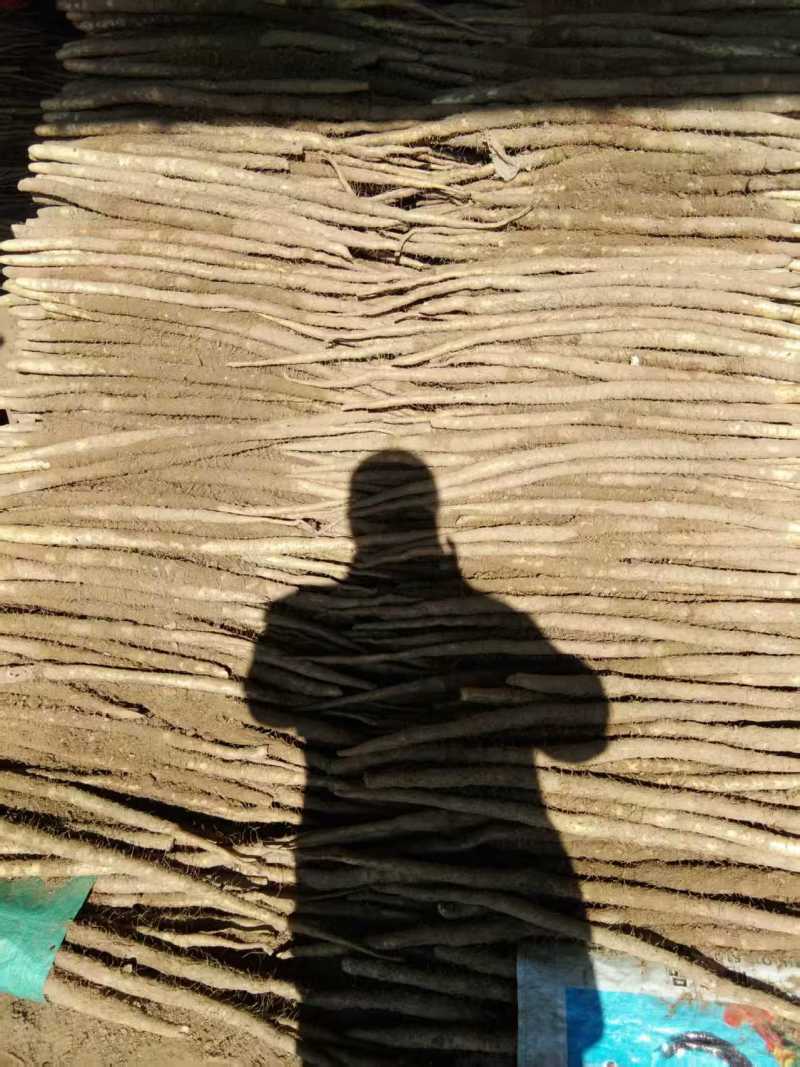 山药麻山药大小规格都有现挖现发产地直供欢迎咨询