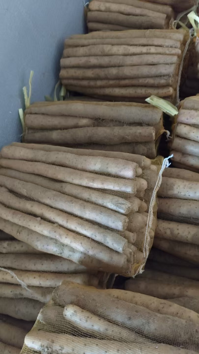 山药麻山药大小规格都有现挖现发产地直供欢迎咨询