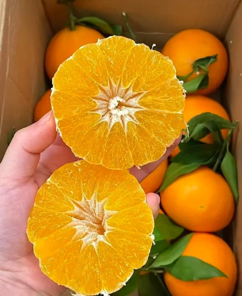 湖北本地爱媛果冻橙/口感好/可视频看货/量大价优/欢迎咨询