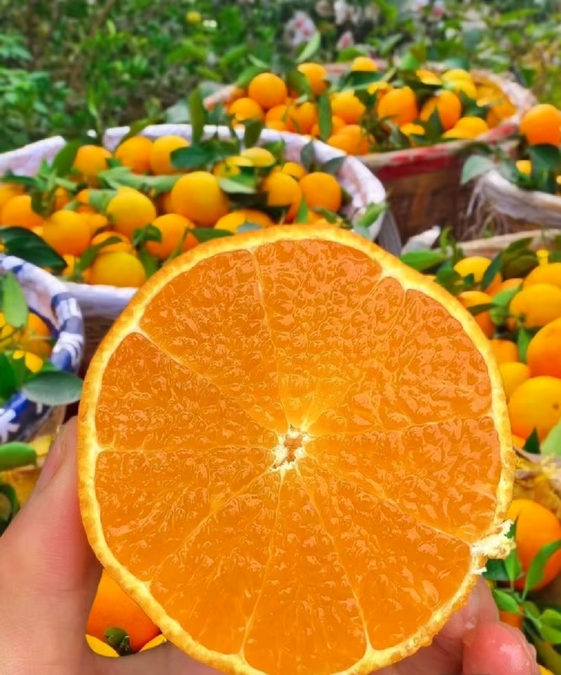 湖北本地爱媛果冻橙/口感好/可视频看货/量大价优/欢迎咨询