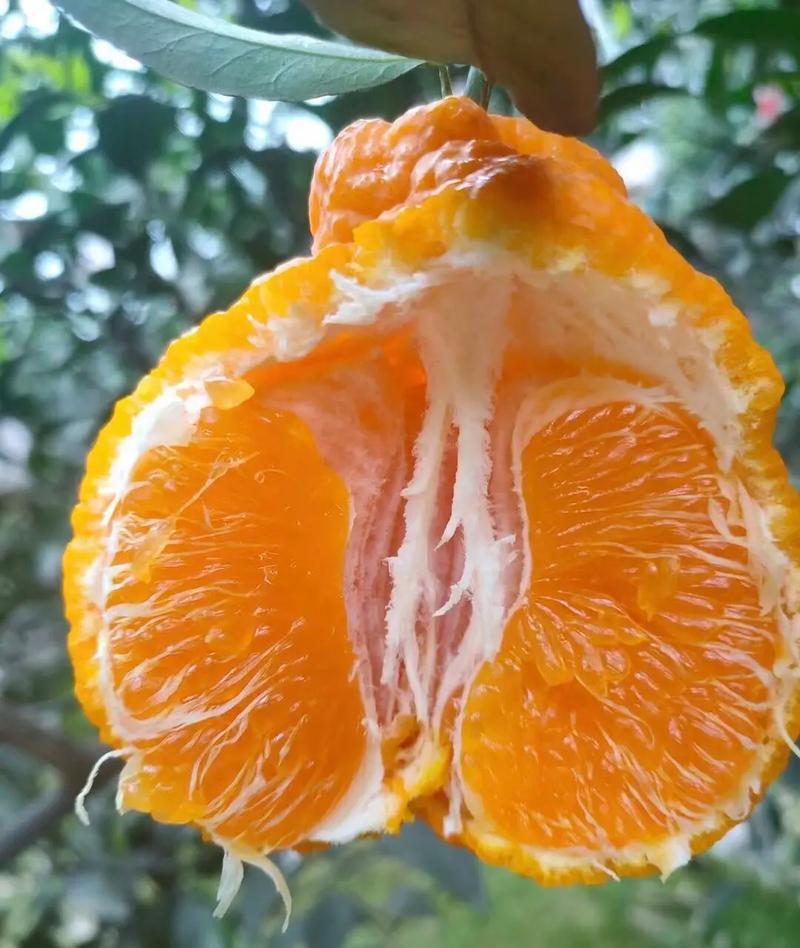 湖北宜昌本地柑桔/不知火柑桔/丑橘/量大价优/欢迎咨询