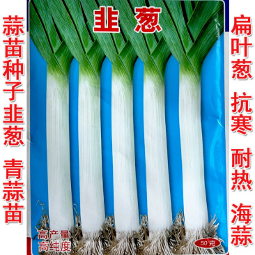 蒜苗种子韭葱籽洋赫苗扁叶葱耐热耐寒春秋种植