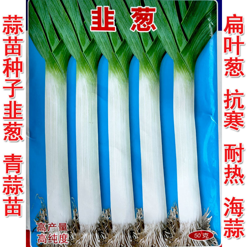 蒜苗种子韭葱籽洋赫苗扁叶葱耐热耐寒春秋种植
