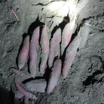 红薯西瓜红大量上市钟现挖现发产地直供一手货源欢迎咨询