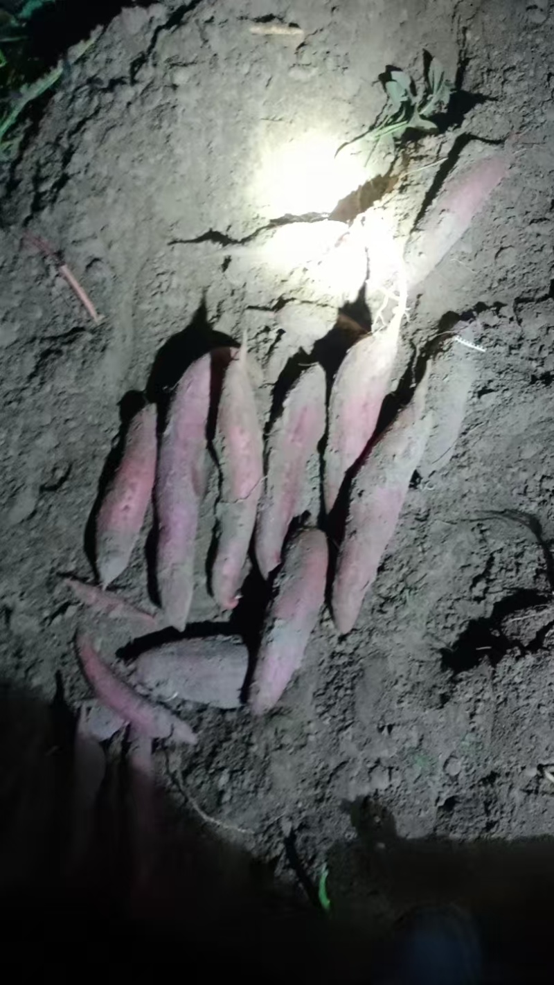 红薯西瓜红大量上市钟现挖现发产地直供一手货源欢迎咨询