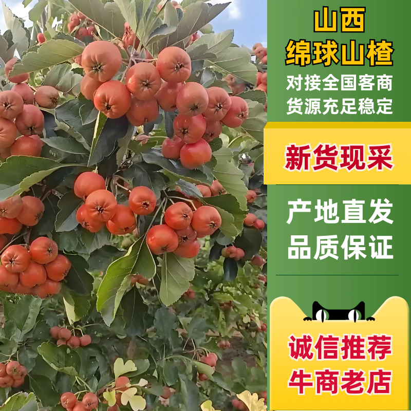 大五棱山楂口感酸甜可口，产地直供。欢迎来电合作