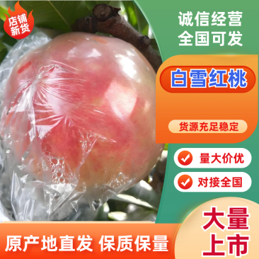 （纸袋白雪红桃）山西省运城市临猗县坡上白雪红桃，产地直供
