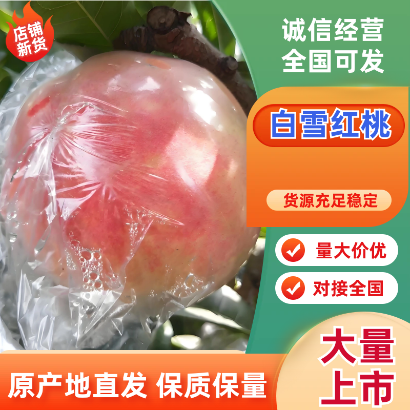 （纸袋白雪红桃）山西省运城市临猗县坡上白雪红桃，产地直供