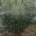 四川简阳绿化苗木/梨树/保质保量/量大价优/
