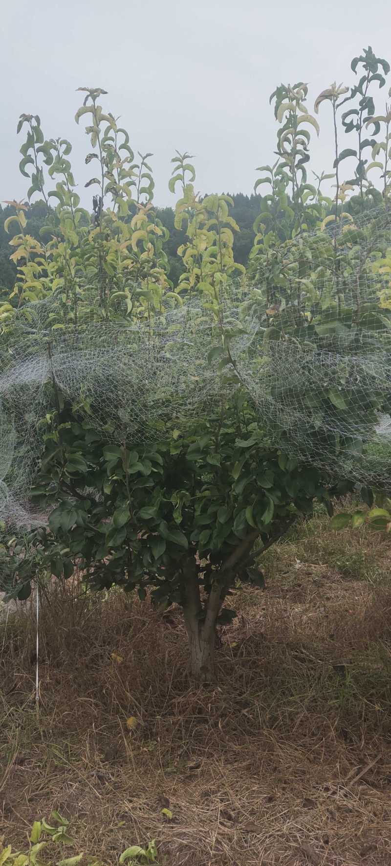 四川简阳绿化苗木/梨树/保质保量/量大价优/