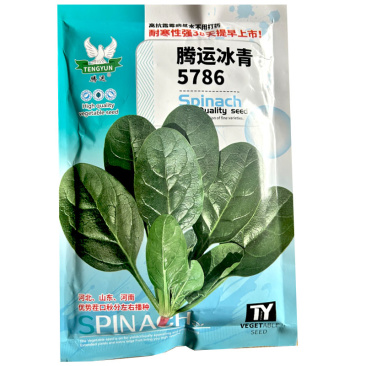 腾运冰青5786早中熟菠菜种子耐寒红根长圆叶叶深绿高产