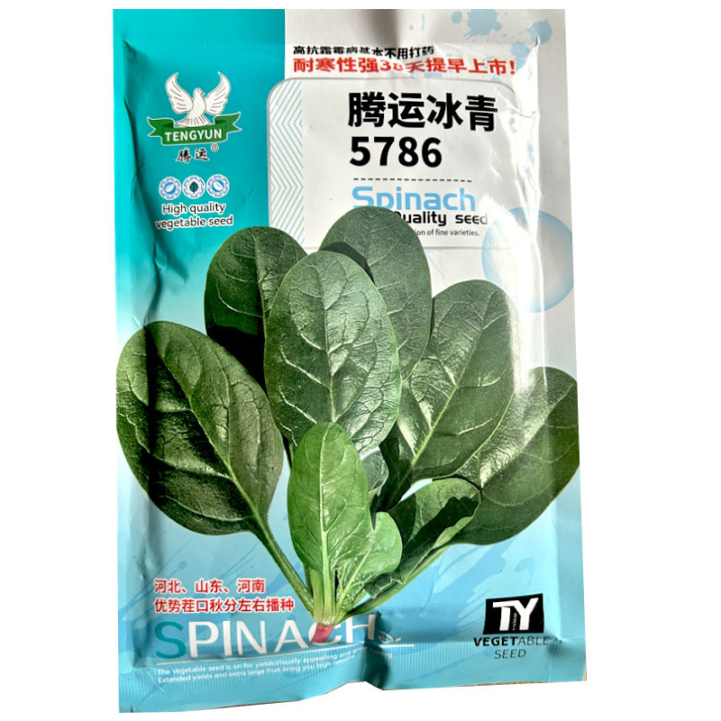 腾运冰青5786早中熟菠菜种子耐寒红根长圆叶叶深绿高产