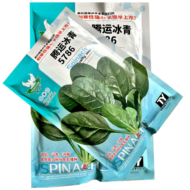 腾运冰青5786早中熟菠菜种子耐寒红根长圆叶叶深绿高产