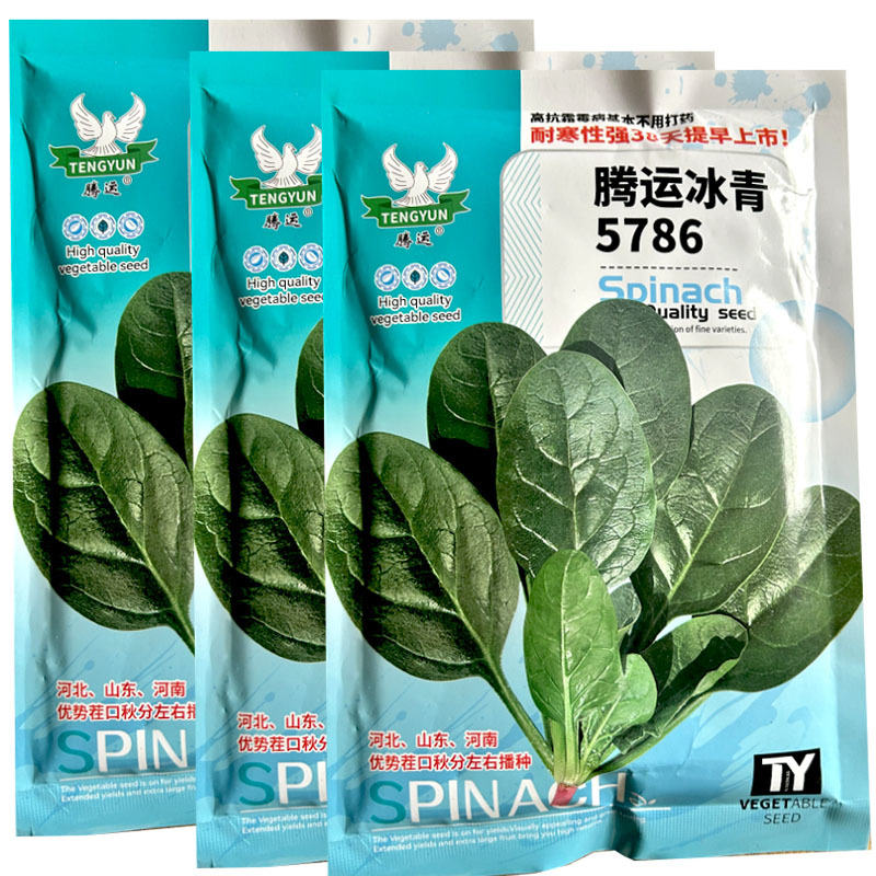腾运冰青5786早中熟菠菜种子耐寒红根长圆叶叶深绿高产