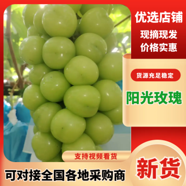 【阳光玫瑰】河南精品葡萄产地直销量大从优可对接全国电商
