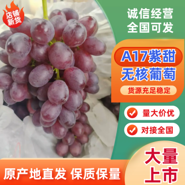 A17紫甜无核葡萄河南精品葡萄产地直销量大从优可视频看