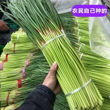 好货推荐红帽蒜薹对接电商市场商超一手货源