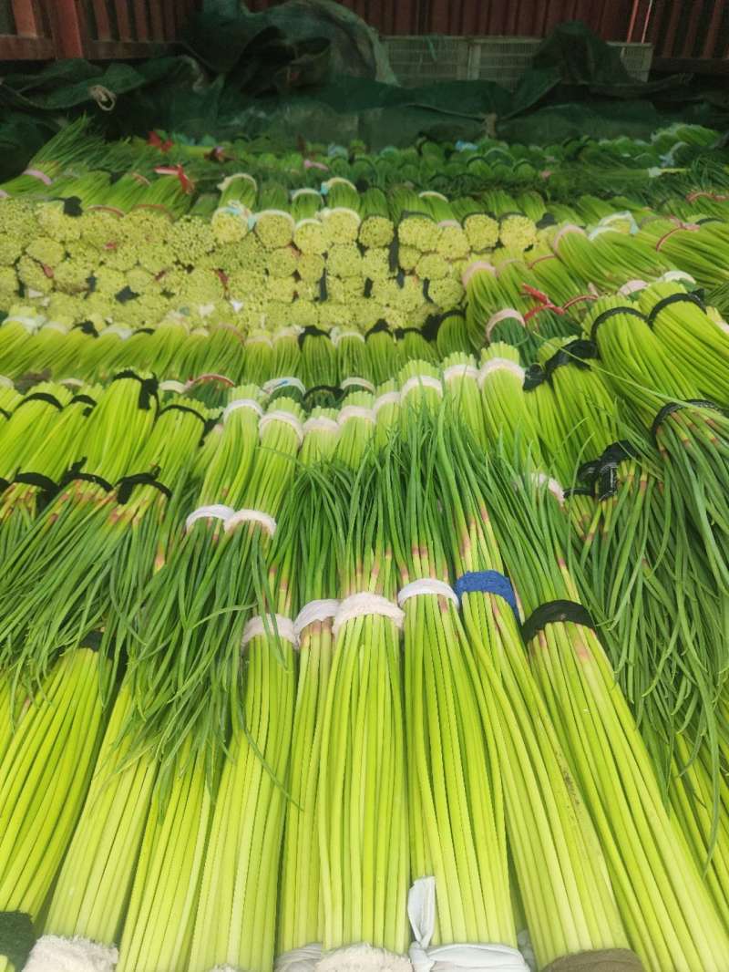 好货推荐红帽蒜薹对接电商市场商超一手货源