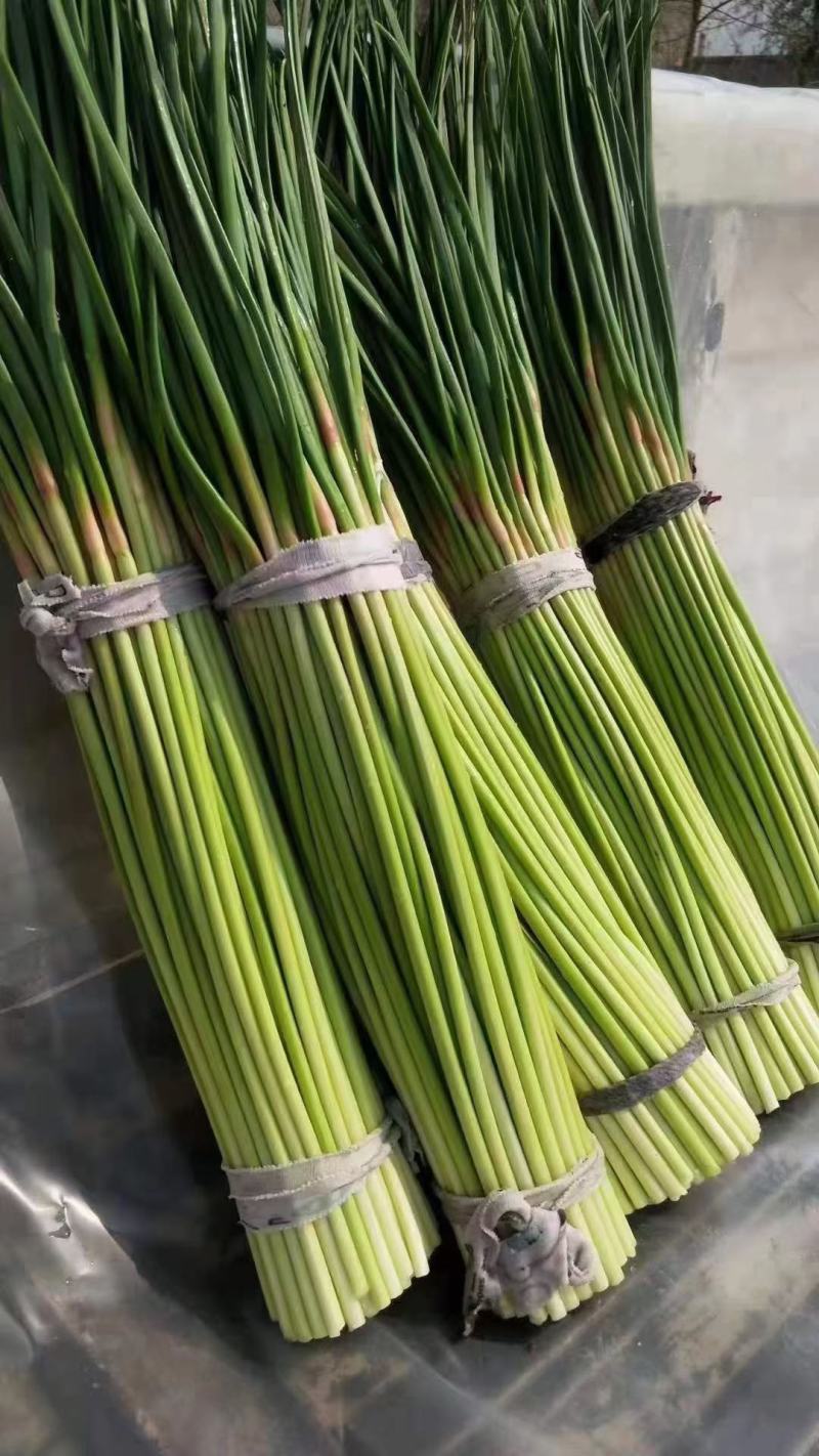 好货推荐红帽蒜薹对接电商市场商超一手货源