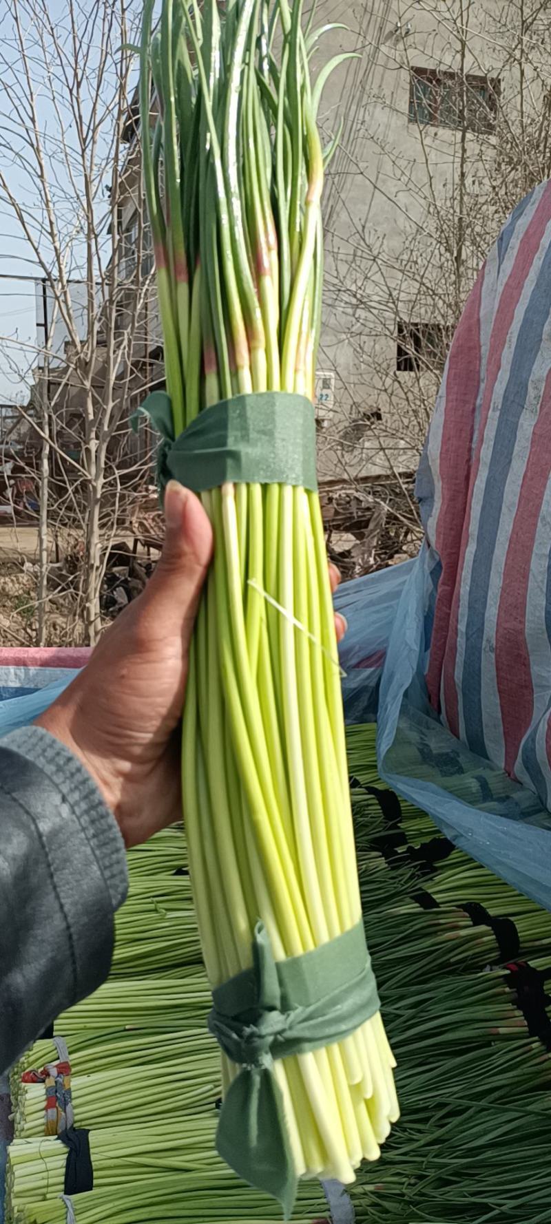 好货推荐红帽蒜薹对接电商市场商超一手货源