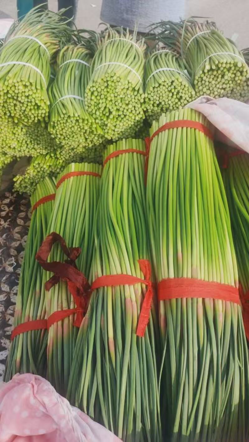河南蒜苔红帽蒜薹基地直发对接电商市场商超