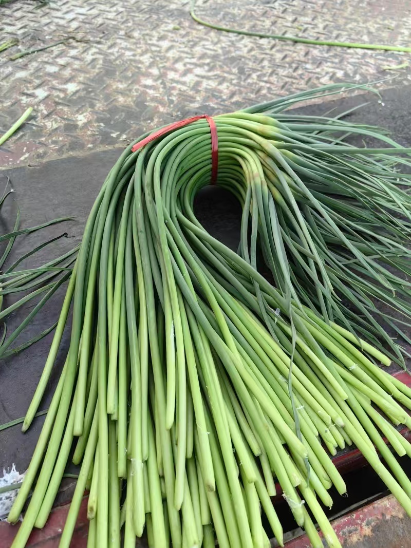 河南蒜苔红帽蒜薹基地直发对接电商市场商超