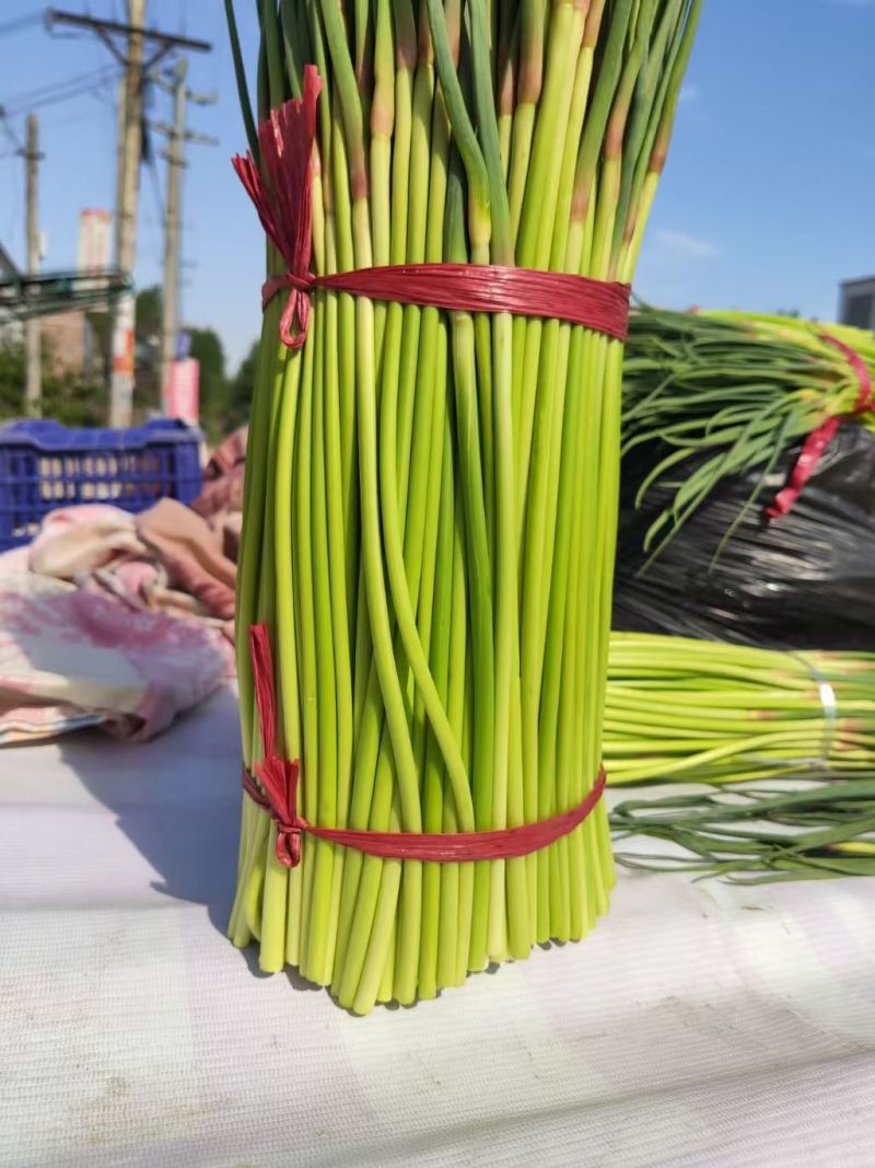 河南蒜苔红帽蒜薹基地直发对接电商市场商超