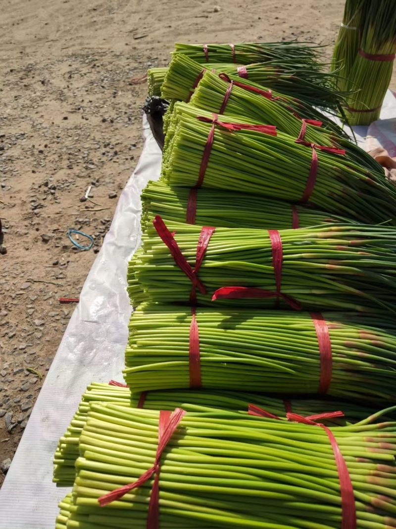 河南蒜苔红帽蒜薹基地直发对接电商市场商超