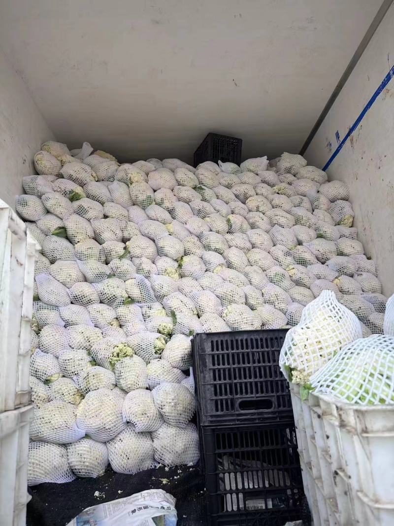 精品推荐松花菜产地直发对接电商市场