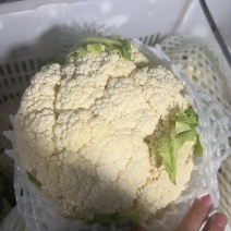 精品松花菜产地直发大量供应电商市场超市